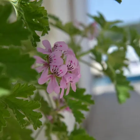 Flora Maisonette 2 *